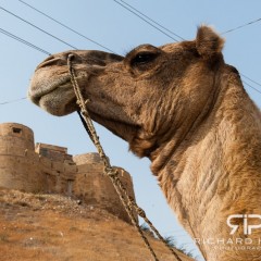wpid-18-11-2012_Jaisalmer_camel_fort_005.jpg