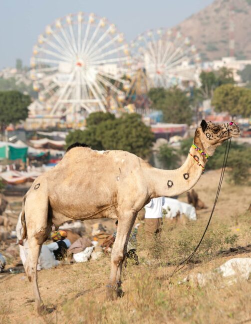camel-ferris-wheel-camel-pushkar-camel-fair-india-travel-london-freelance-photographer-richard-isaac-3200