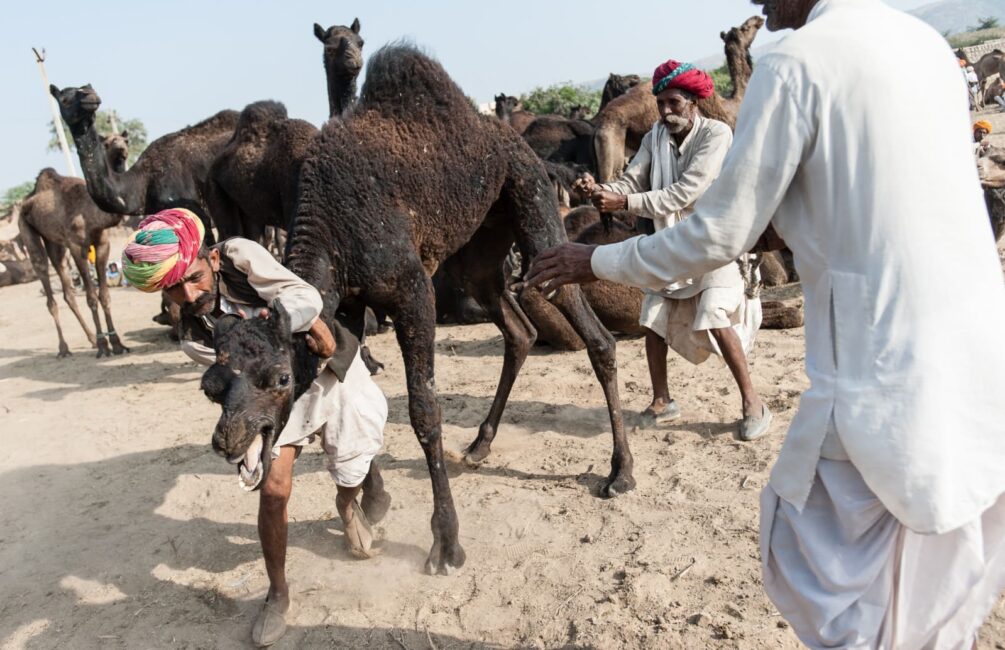 camel-pushkar-camel-fair-london-freelance-photographer-richard-isaac-3200