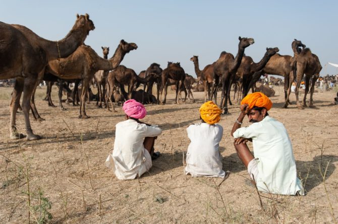 camel-pushkar-camel-fair-traders-london-freelance-photographer-richard-isaac-3200