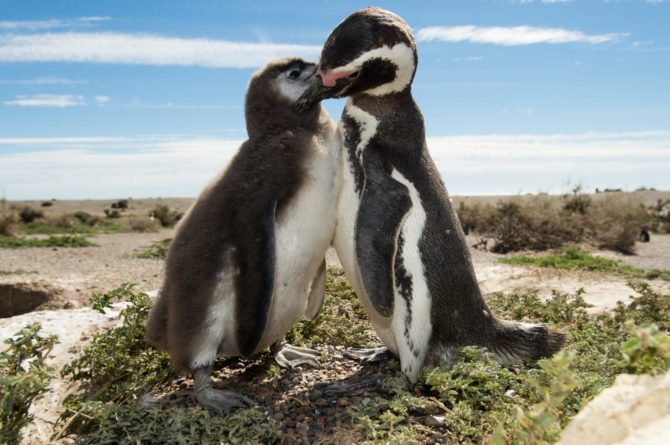penguins-peninsula-valdez-patagonia-london-freelance-photographer-richard-isaac-3200