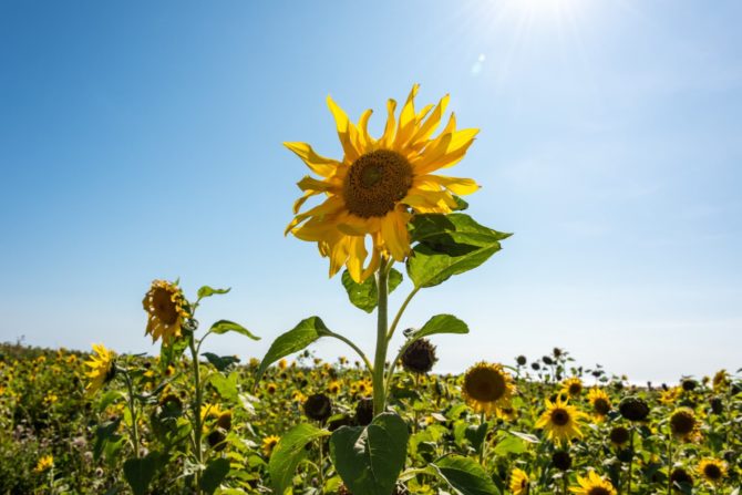 sunflower-gower-peninsula-wales-london-freelance-photographer-richard-isaac-3200